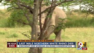 Last male northern white rhino dies