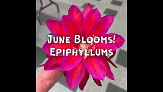 June Epiphyllum Blooms