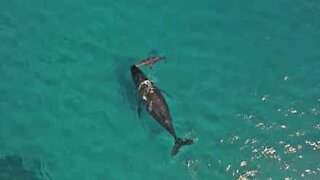 Balena appena nata respira per la prima volta