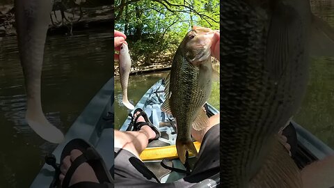 Don’t Be AFRAID To Throw BIG Baits In SMALL Creeks