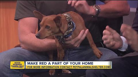 Pet of the week: Red is a shy 2-year-old Chihuahua mix who needs a loving home