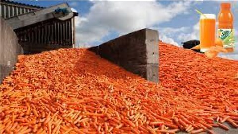 Carrot Harvesting And How to made Carrot Juice in Factory, Carrot Juice Production Line
