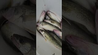 Wildfire smoke and 29 Eyes #fishing #walleye #erie #walleyefishing #lakeeriewalleye #charter