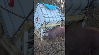 Homemade Pig Feeder. @UncleTimsFarm #kärnəvór