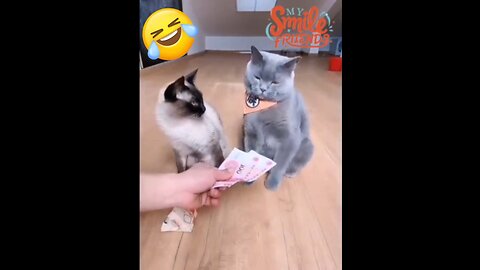 New Funny Videos 2024 😍 Funniest Cats & Dogs Videos🐶😹