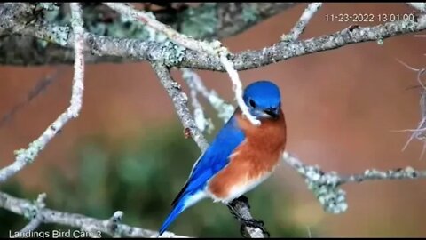 Male Eastern Bluebird-Close Up 🌳 11/23/22 12:56