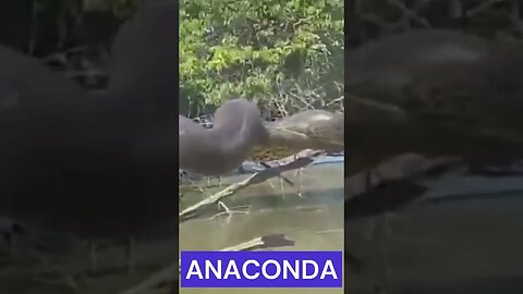 COBRA #Anaconda GIGANTE na #amazônia #SHORTS