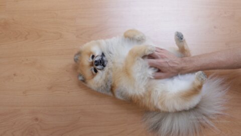 A Person Rubbing a Dog's Belly