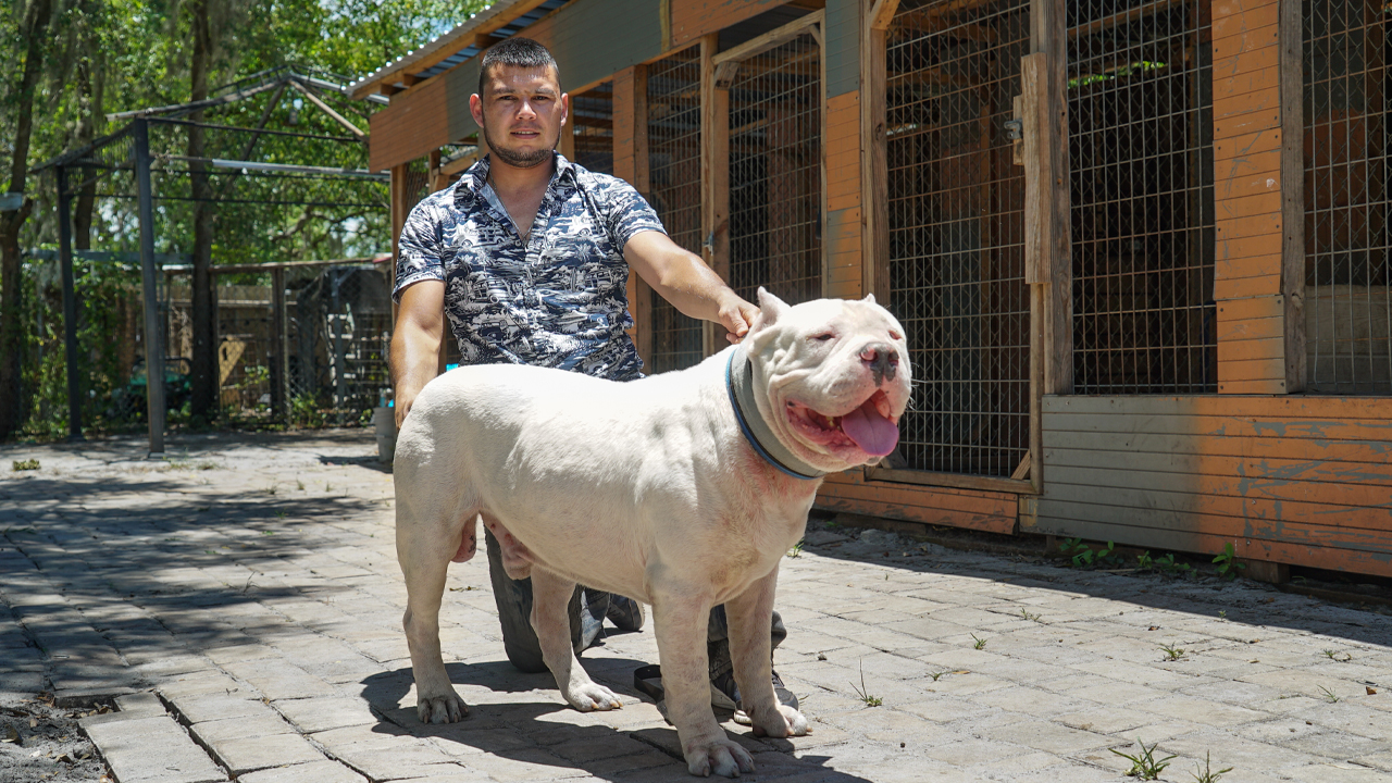 Meet ‘Frozen’ the 130lbs ‘Polar Bear’ Pitbull | BIG DOGZ