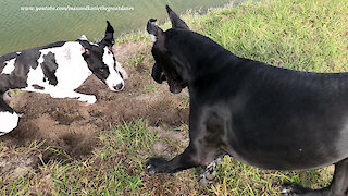 Great Danes Get Caught Digging A Huge Hole