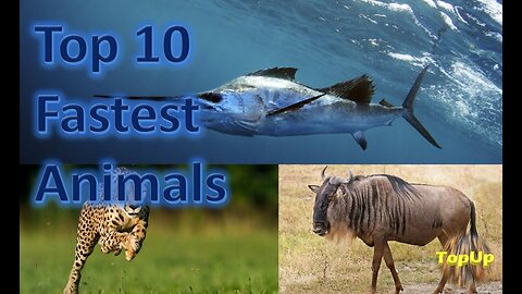 Top 10 Fastest Animals