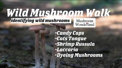 Wild Mushroom Walk; Identifying wild mushrooms: Candy caps, cats tongue, laccaria, russula, dyers