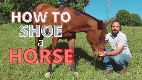 How to Shoe a Horse | Important Tips and Tricks for Horse Shoeing