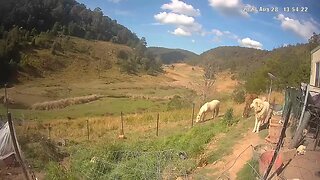 A day in the life of a Rescue maremma in training with chickens, geese and horses