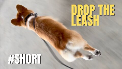 Shinji The Corgi- Drop The Leash And See What Happens #short