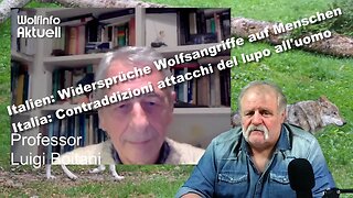 Italien: Widersprüche Wolfsangriffe auf Menschen - Italia: Contraddizioni attacchi del lupo all'uomo