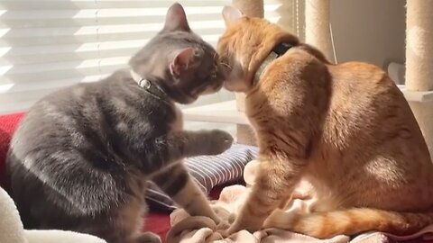 Cat TV for cats to watch | House cat couple | romance doing 😁