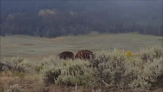 Intense Bison Stand Off Occurs In Lamar Valley, Yellowstone National Park