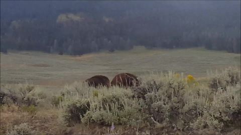 Intense Bison Stand Off Occurs In Lamar Valley, Yellowstone National Park