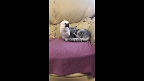 Cockatoo helps cat with grooming duties