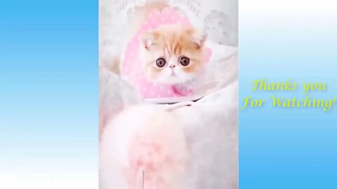 Funny And Cute Cat'S