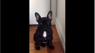 Guilty puppy confronted with her crime