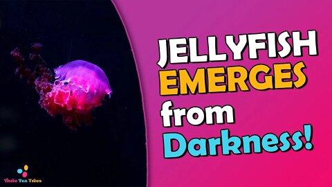Jellyfish Emerges from Darkness A Deepsea Twilight in Real Time