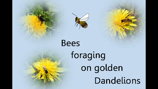 Bees foraging on golden Dandelions