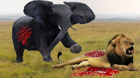 Lion vs Elephant ( can Elephant protect her child ) ?