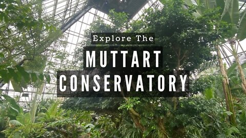 Our Tropical Paradise In a Winter Wonerland! | Muttart Conservatory