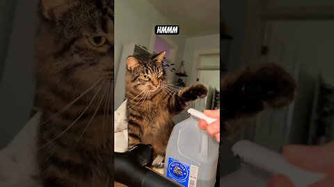 Attack of the cats! 🙀💀 #shorts#cat#asmr#fight#adley#aphmau#videos#mrbeast#spyninja#slime#funny