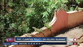 FWC clarifies how to rid your property of Iguanas humanely