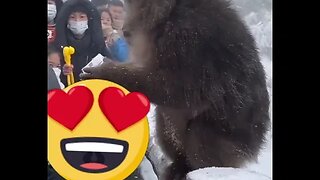 funny monkey video
