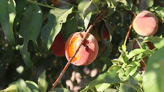 Birds Are Destroying Our Peaches! | Protecting Peaches From Birds