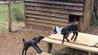 Baby goats play outside for the very first time