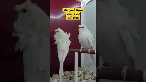 مسابقة أحسن طائر بيروش هوكو بورطو كلير شاهد.