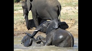 Young elephant dunks brother's head under water during play fight