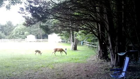 Bambi with mama Deer