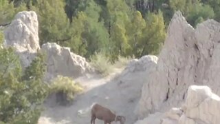 Bighorn sheep in Badlands National Park