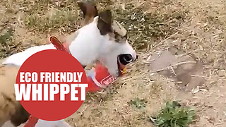 Eco-friendly whippet becomes latest addition to UK's war on plastic