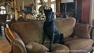 Great Dane Puppy is Well Behaved When Left Home Alone