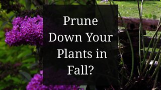 Prune Down Plants in the Fall? Perennials - Roses - Shrubs