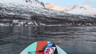 Paddleboarder kommer tæt på en gruppe spækhuggere i Norge!