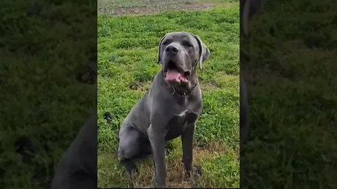 Bruce The Puppy Cane Corso 50 KG 110 Lbs 10.5 Months Old-