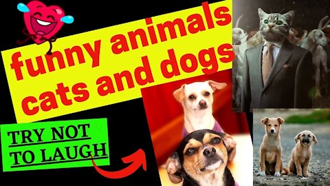 funny animals (super 1 minute funny) cats and dogs
