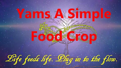 Yams A Simple Food Crop