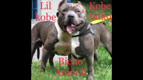 O PIT MONSTER LIL KOBE ( The pit monster lil Kobe)