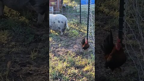 Tiny Rooster vs. Tiny Pig #rooster #pig #vs #cute #animals #serama #shorts