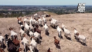 Wildfire-prevention goats in high demand as U.S. West endures historic heat and drought