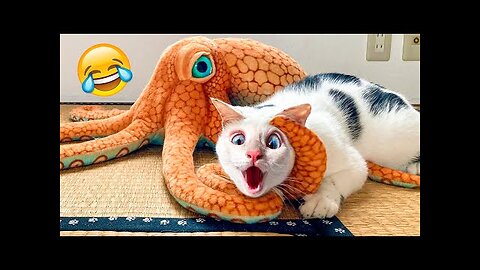 Funniest Cats and Dogs 😺🐶 Funny Animals 2024 😍